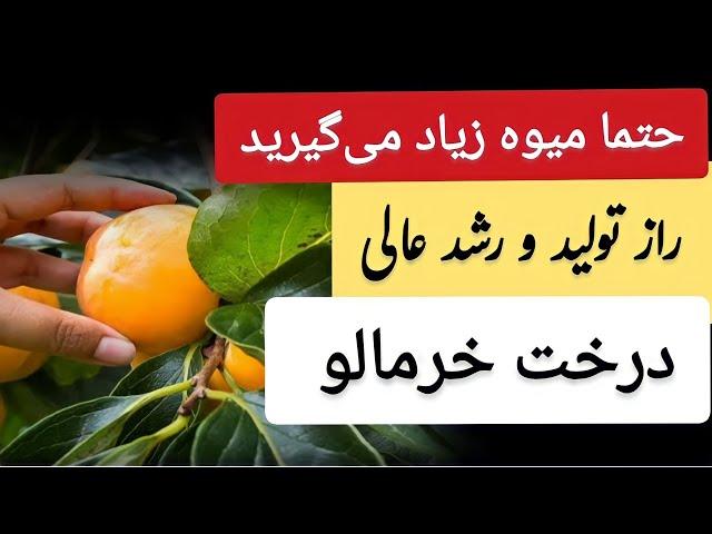 صفر تا صد رشد تا میوه دهی خرمالو | آبیای، خاک و شرایط پرورش درخت خرمالو