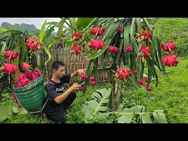 The orphan boy and his grandmother cooked sticky rice, picked dragon fruit to sell and cooked dinner