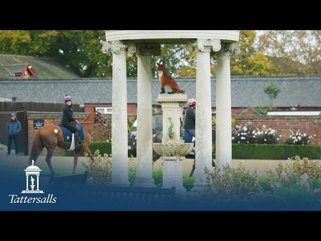 Tattersalls Autumn Horses in Training Sale Review 2024