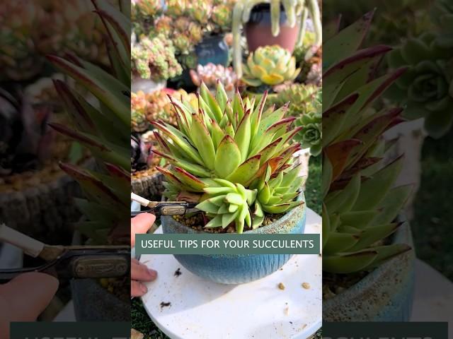 Beginner Succulent Plants: Easy Care Tips to Grow Thriving Succulents