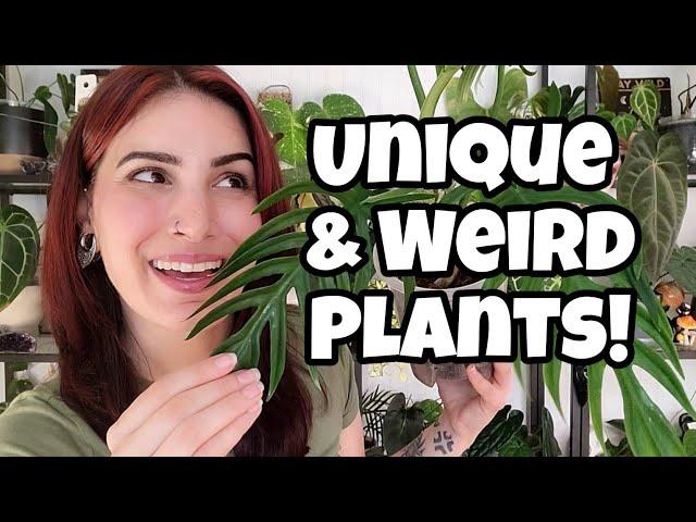 Unique & Weird Looking Leaves!!  top 5 strange plants in my collection 