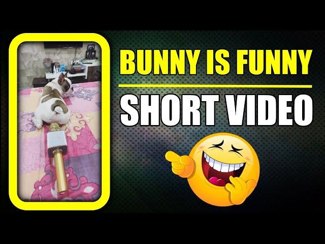 Bunny is always funny  Dog fart #shorts | Harpreet SDC