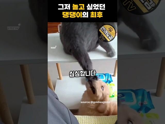 그저 놀고 싶었던 댕댕이의 최후 #골든리트리버 #웃긴영상