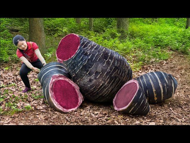 Harvesting Oddly Wild Tuber to sell - Precious Herbs In The Forest | Ella Daily Life