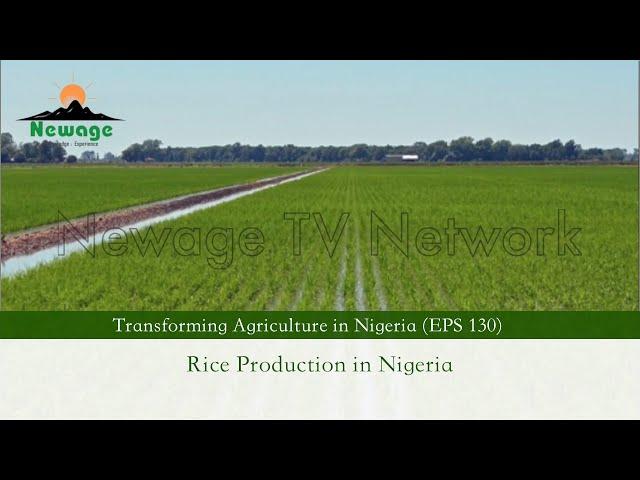 EPS 130 (2023) || Rice Production in Nigeria