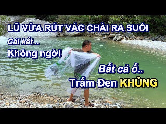 Nước lũ vừa rút, không ngờ con suối nhỏ lại trú ẩn ổ cá quá Khủng | Toàn cá Trắm Đen khổng lồ