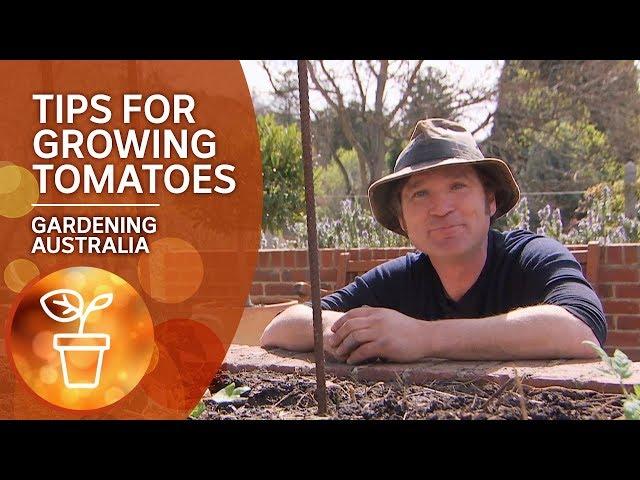 Tips and tricks for growing tomatoes | Growing Fruit and Vegies | Gardening Australia