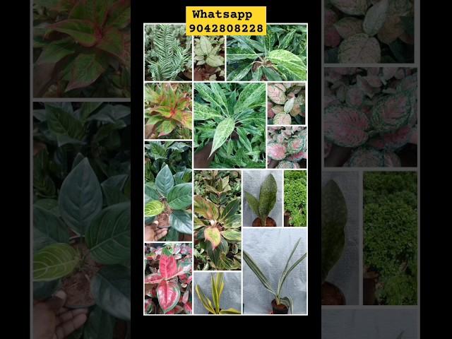 செடிகள் விற்பனைக்கு/Indoor plants for Sale /Plants for Sale#shorts