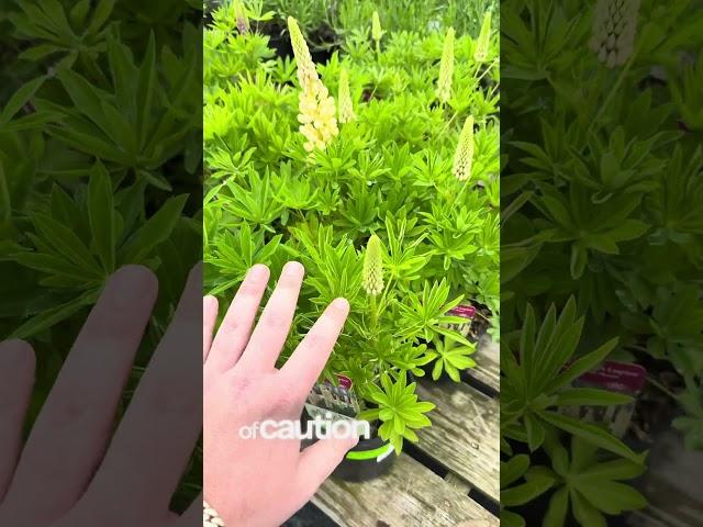 understanding the WOW FACTOR (lupine) #garden #gardening #plants
