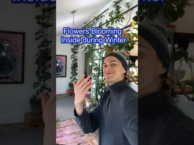 My #houseplants blooming in late winter #indoorplants #gardening #plantlover