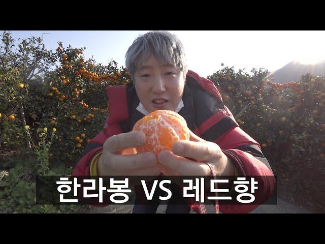 제주도 감귤 먹방 (한라봉 VS 레드향)