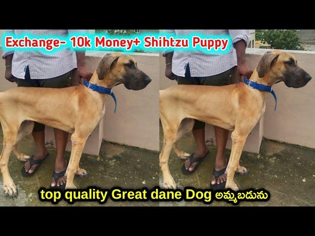 top quality Great dane dog for sale in telugu/ sold out /aj pets