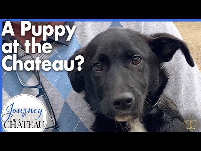 Dog Rescue! Is there a new Puppy at the Chateau? - Journey to the Château, Ep. 142