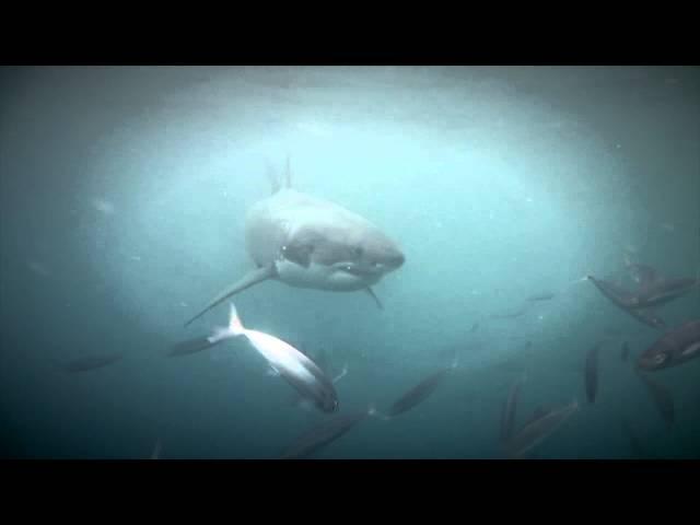 January Jones & White Sharks Distributed by Your Sanctuary TV