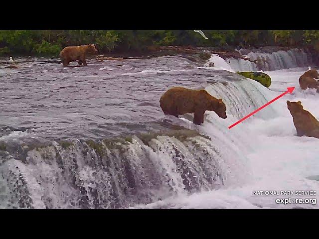 Walker 151 Sneak Bites 856 at Brooks Falls (explore.org, slo-mo, freeze frame) 07.13.24