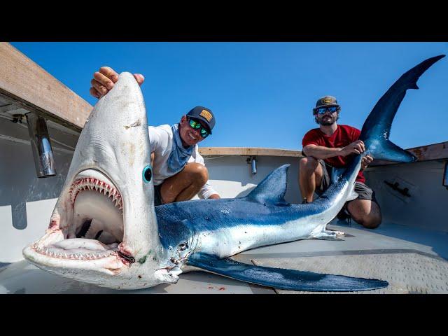 GIANT Mako & Blue Shark! Catch Clean Cook!