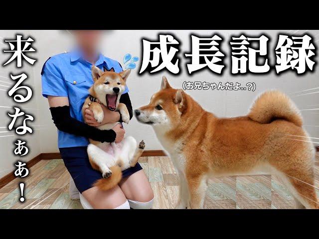 【ん…成長した？】柴犬の子犬と先住犬こまちゃんが仲良くなるまでの成長記録【生後2ヶ月〜6ヶ月まで】