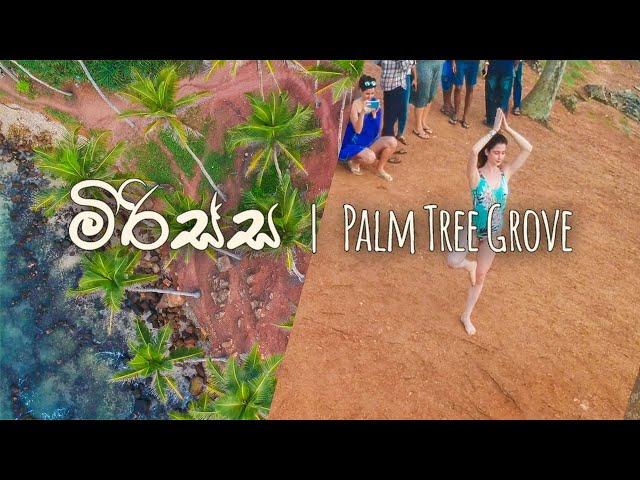 මිරිස්ස | Mirissa Palm Tree Grove | Aerial