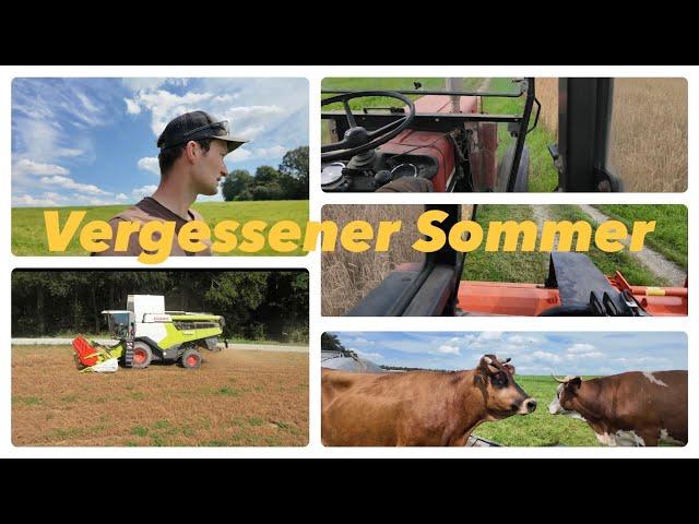 Nie veröffentlichte aufnahmen | Weide Mulchen | Erbsen Dreschen | IHC 433 | Claas Lexion |