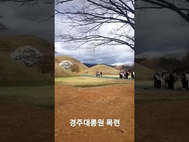 경주 대릉원 #shorts