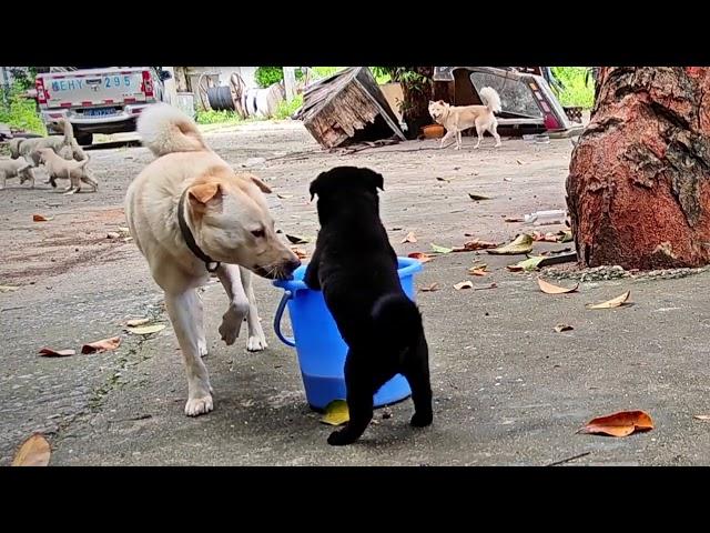 土狗狗妈护食有多严重自己不吃也不让其他狗狗吃咬得小狗嗷嗷大叫