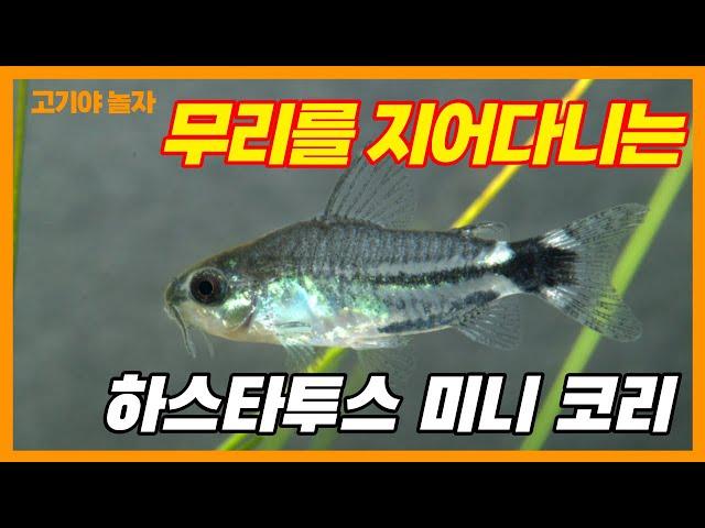 청소는 나에게 맡겨라! 바닥청소 물고기 미니 코리 하스타투스- 고기야놀자 Leave the cleaning to me.  mini Corydoras hastatus