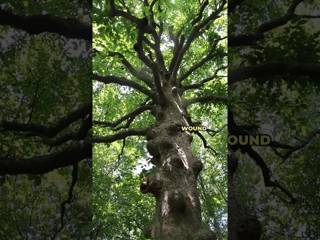 What’s Up With This Lumpy Magnolia Tree? #trees