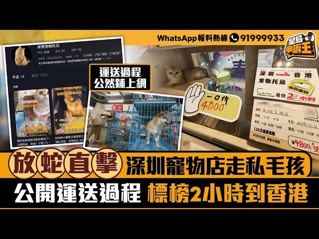 放蛇直擊深圳寵物店走私毛孩 公開運送過程標榜2小時到香港｜星島申訴王｜深圳｜寵物｜走私｜星島頭條