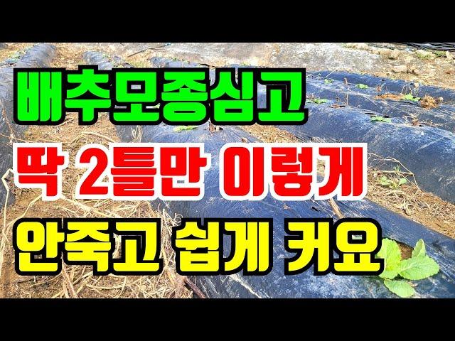 배추 딱2틀만 이렇게하면 안죽고 잘 커요