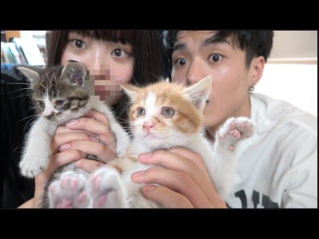 子猫2匹を救出した！生後1ヶ月の兄妹です（捨て猫）