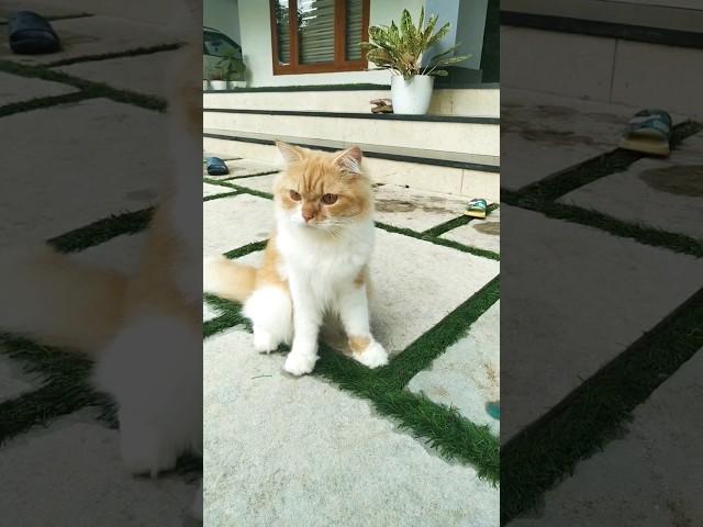 My cute cat Simba️.#cutecatshorts #catlover