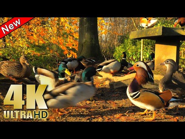 Ducks Quacking and Feeding by the Lake - Nature Relaxation Video - No Music - 4K