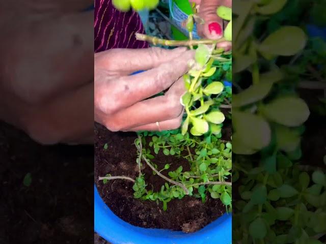 Jade plant stems #jadeplant #indoorplants #plantlover #homegarden #trending #ytshorts #shorts #diy