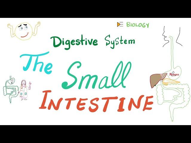 Digestion & Absorption in the Small Intestines  - Anatomy and Physiology