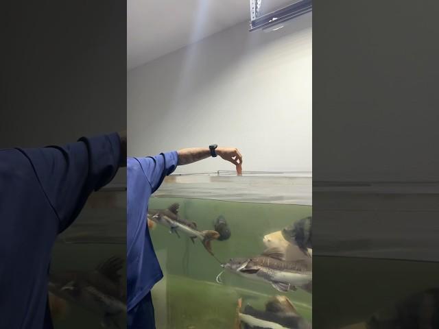 Monster Fish Go Crazy for TILAPIA!