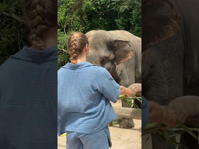 Asian elephant conservation _ Elephant Protection | A Story of Hope and Redemption