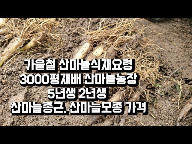 산마늘재배방법 산마늘식재요령 5년근 산마늘종구 산마늘종근가격 시세