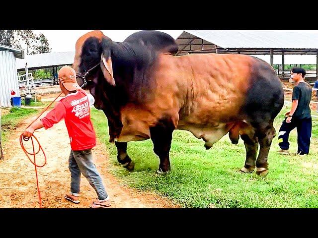 Red Brahman Bull | CS Brahman Ranch Thailand