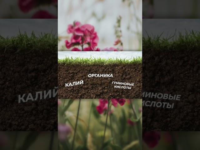 Шкурки бананов-народныесредства, которые обеспечатобильное цветение вашим растениям #садоводничество