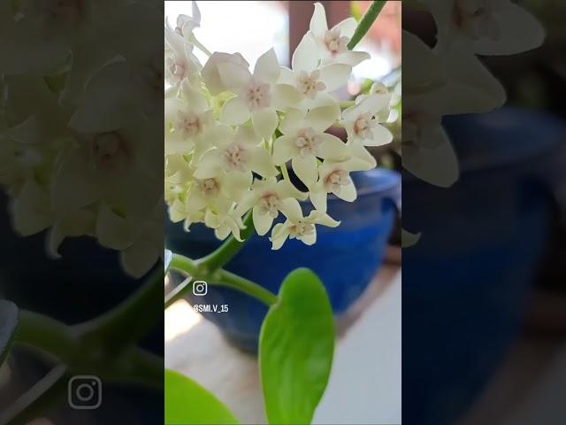 Hoya Carnosa Pink & White Blooms | My White Hoya's First Bloom!