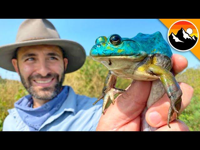 BLUE FROG CAUGHT! - Genetic Mutant!