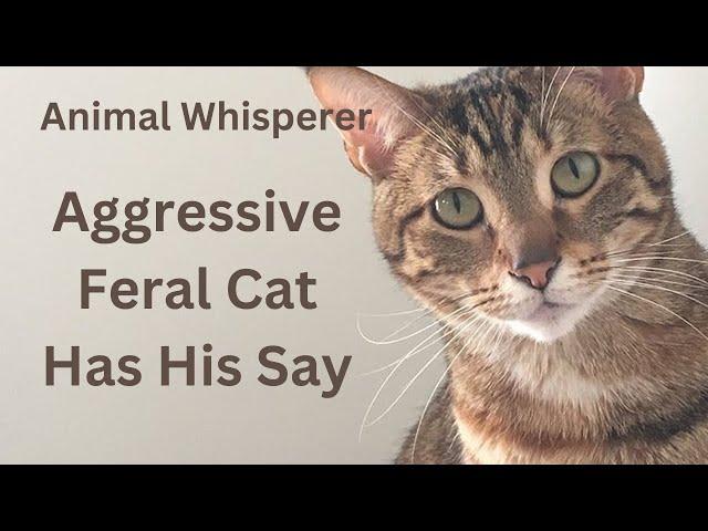 Cat Aggression: Henry's Story as told to an animal communicator