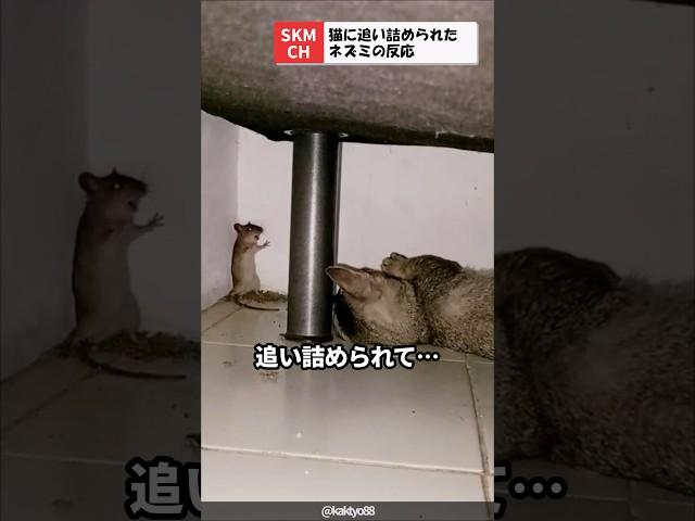 猫に追い詰められたネズミの反応