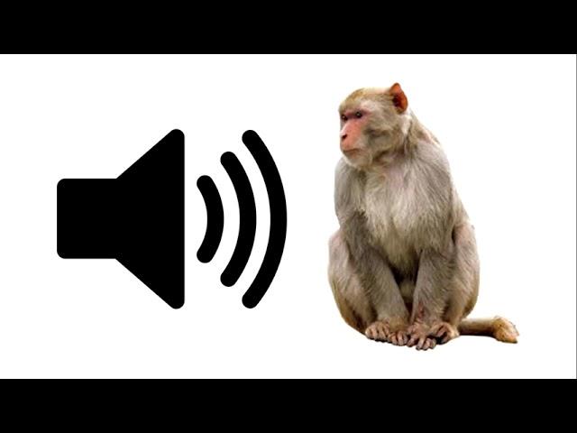 Angry Monkey - Sound Effect | ProSounds