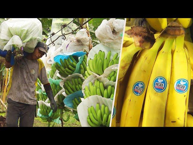 How Do Bananas Grow and End Up in the Store?