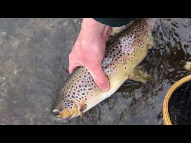 Brown trout release – Teifi Pools