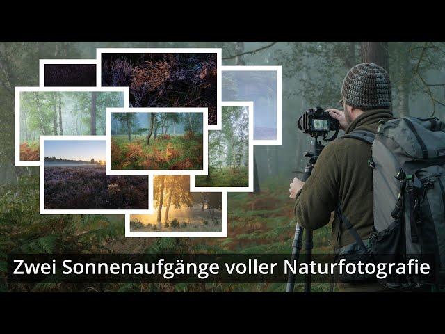 Naturfotografie: Zwei Sonnenaufgänge voller Nebel, Sonne, Wald und Heide