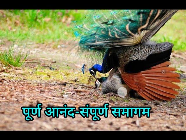 देखिए भाग V में मोर-मोरनी की रास लीला।  peacock and peahen