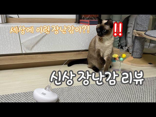 [먼지로그] 넌 내 한 주먹거리! 자동 고양이 장난감 리뷰!!