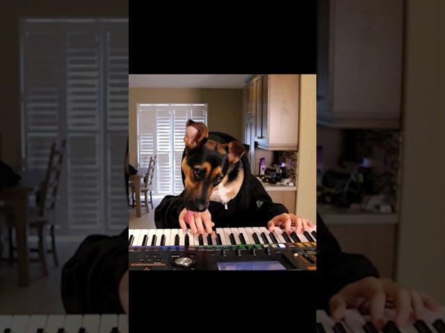 Dog Plays Waltz on Piano with human hands! 9 years old today! #dog #dogs #piano #shorts